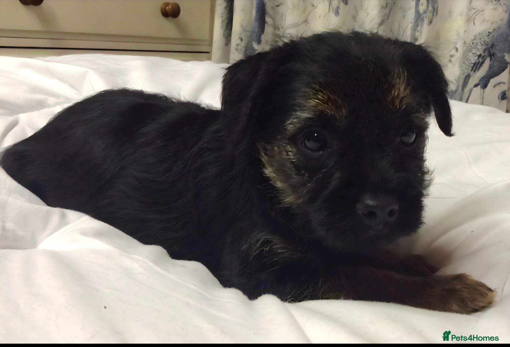 Border Terrier dogs Brothers searching for wonderful homes.  - Advert 1