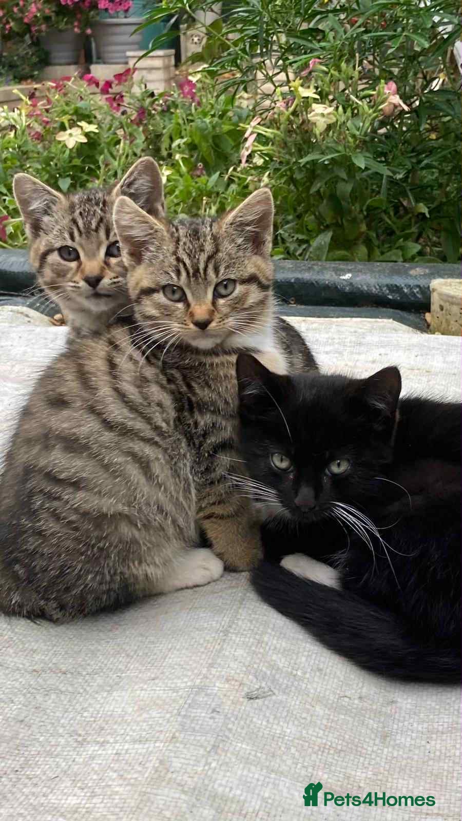 Mixed Breed cats 2 Barn Cats 6 months old - Advert 12