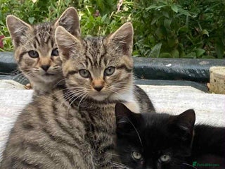 Mixed Breed cats 2 Barn Cats 6 months old - Advert 2