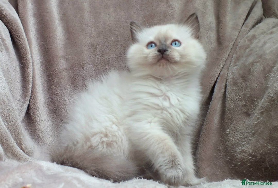 Ragdoll cats for sale: GCCF PET/ACTIVE KITTENS CHAMPION IMP BLOODLINES - Image 28