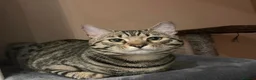 Bengal cats for sale: Bengals for sale  in Wigan - Advert 3