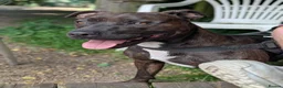 Staffordshire Bull Terrier dogs for sale: Beautiful boy needs a new home - Advert 3