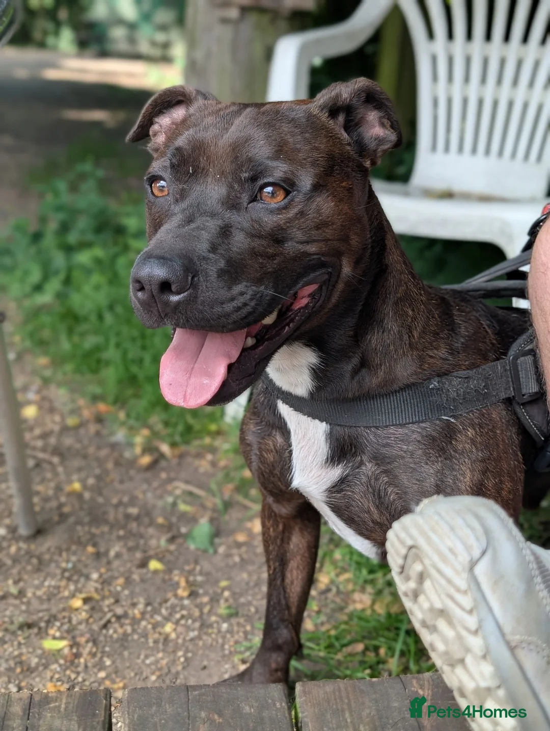 Staffordshire Bull Terrier dogs for sale: Beautiful boy needs a new home - Advert 2