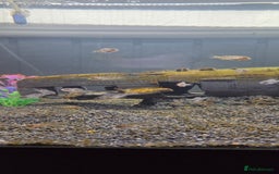 Cichlids fish for sale: Peacock cichlid - Image 2