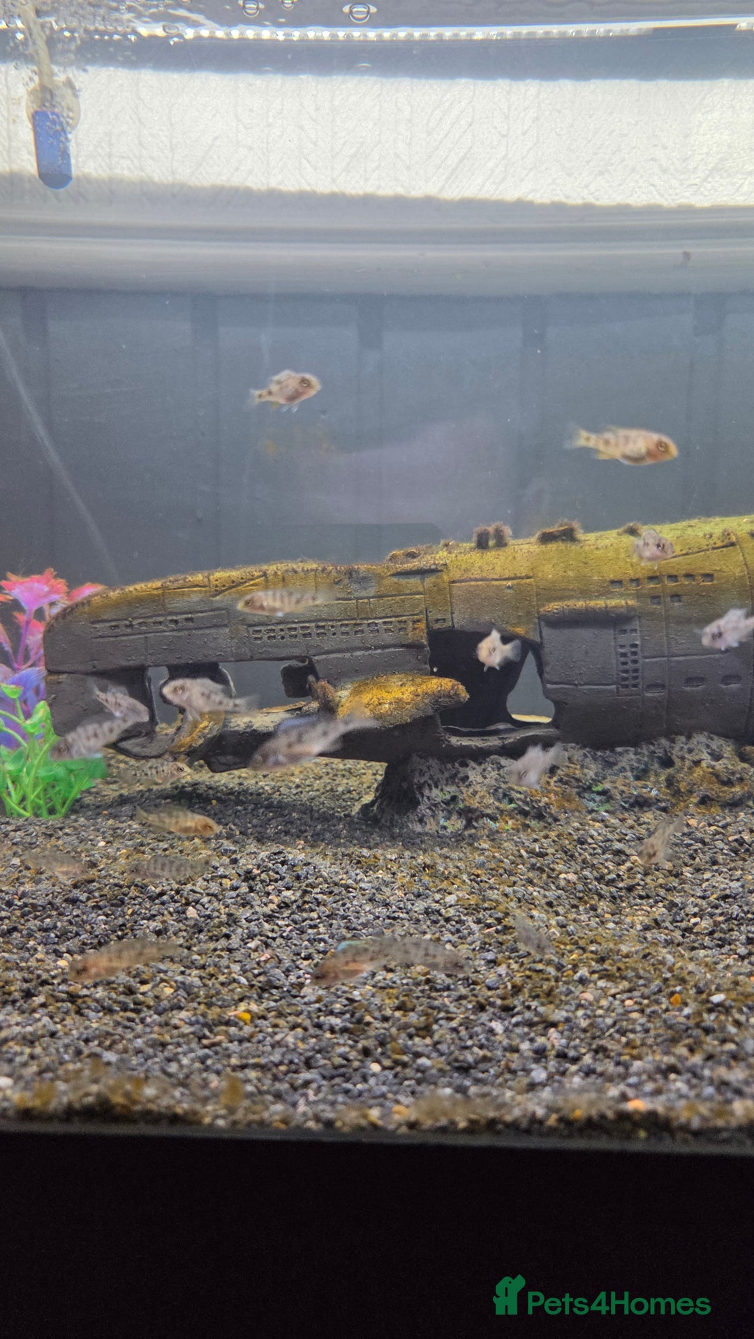 Cichlids fish for sale: Peacock cichlid - Image 2