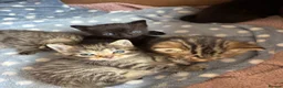 Mixed Breed cats for sale: Lovely kittens  in Leighton Buzzard - Advert 13