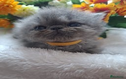 Persian cats for sale: Persian Kittens looking for their forever homes - Image 15