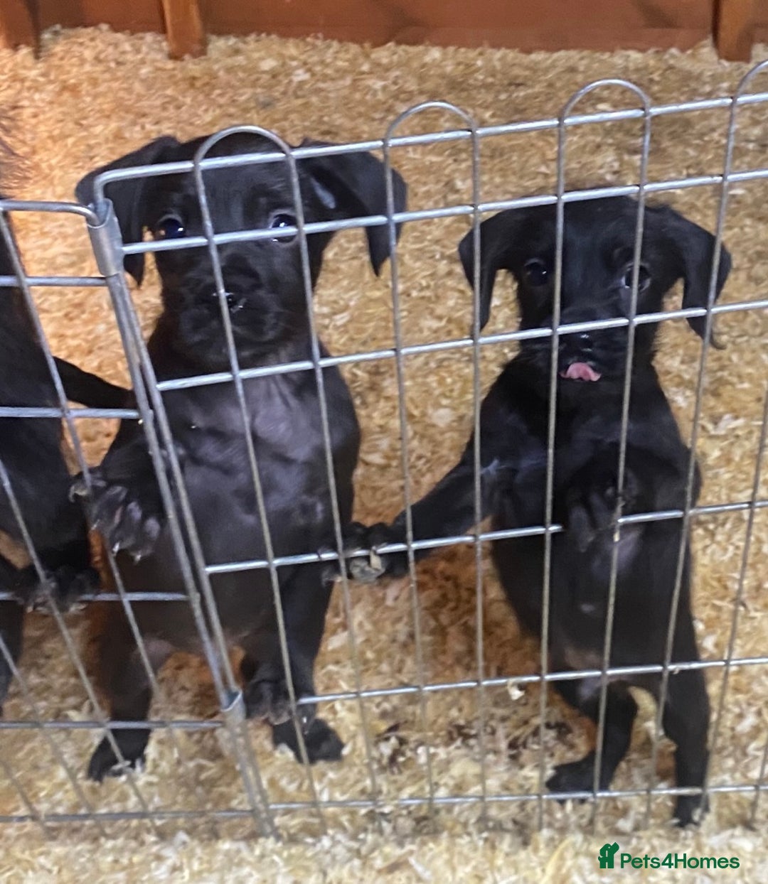 Mixed Breed dogs for sale: Beautiful French Bulldog x MiniaturePoodle Puppies - Advert 5