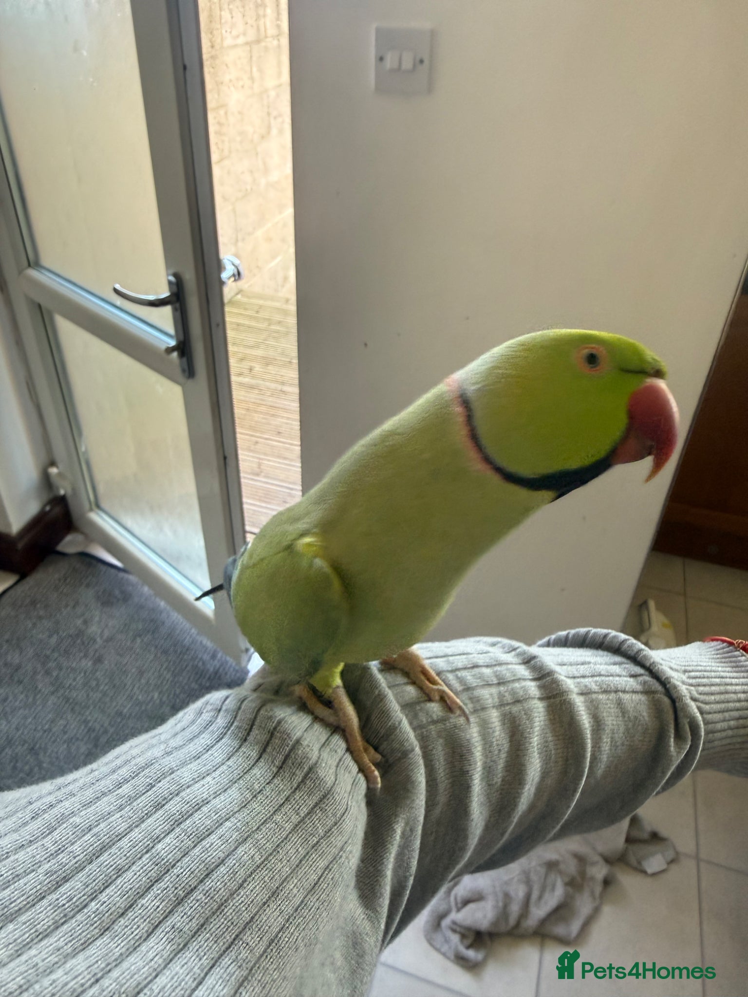Parakeets birds Indian Ringneck parakeet (male) for sale - Advert 1
