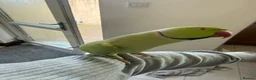 Parakeets birds for sale: Indian Ringneck parakeet (male) for sale in Gravesend - Advert 1