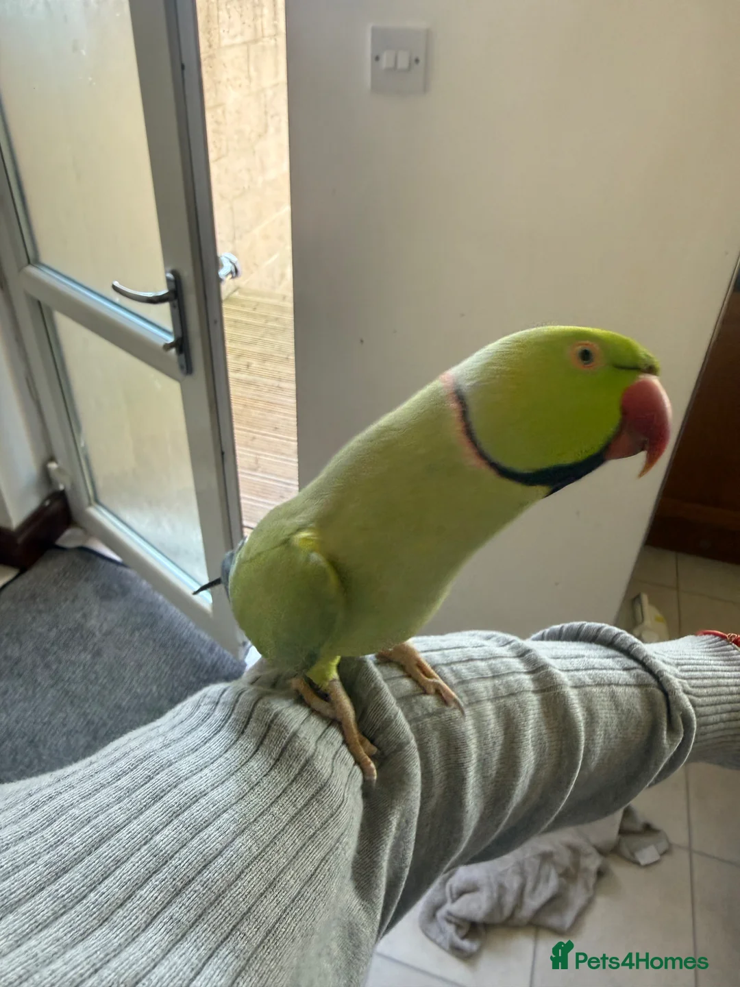 Parakeets birds for sale: Indian Ringneck parakeet (male) for sale in Gravesend - Advert 1