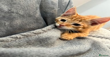 Mixed Breed cats - Advert 5