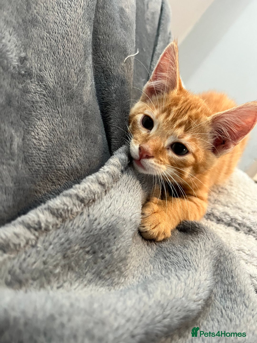 Mixed Breed cats for sale: Pixie bob mixed kittens - Image 20