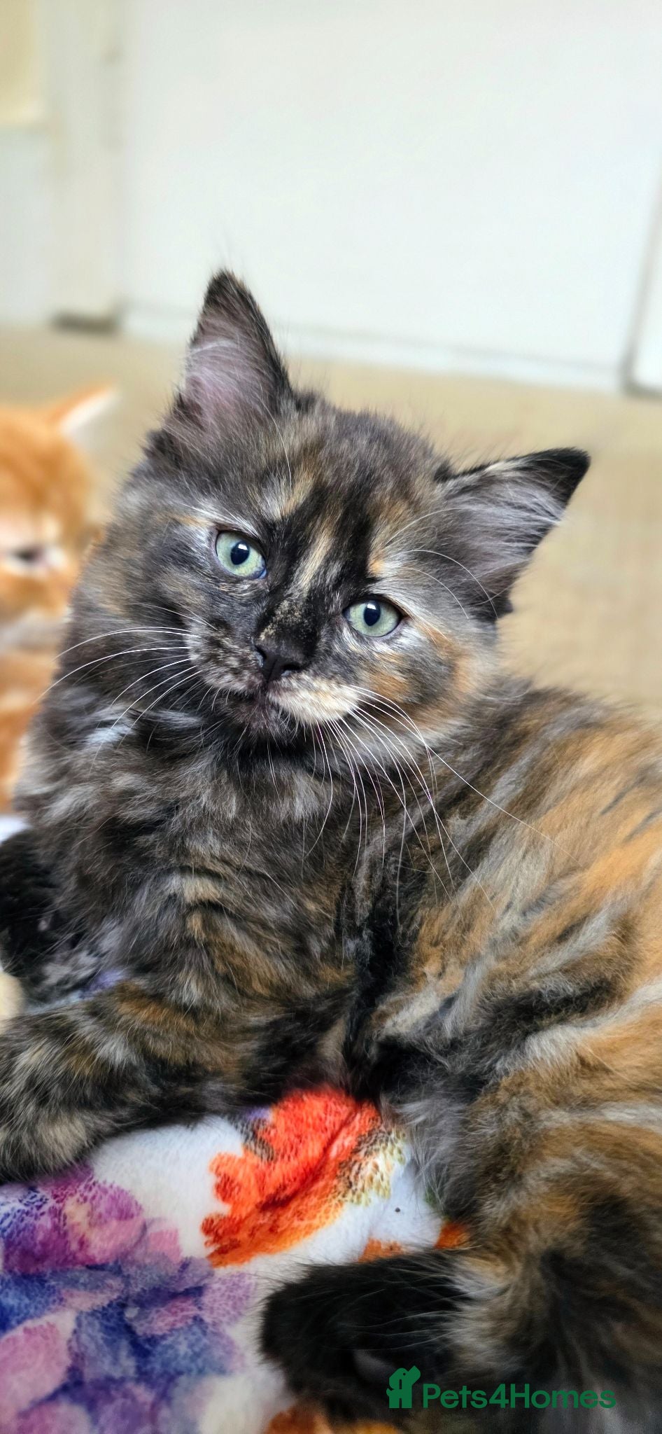 Mixed Breed cats Tortoiseshell Girl Kitten – Bengal x Ragdoll Mum - Advert 2