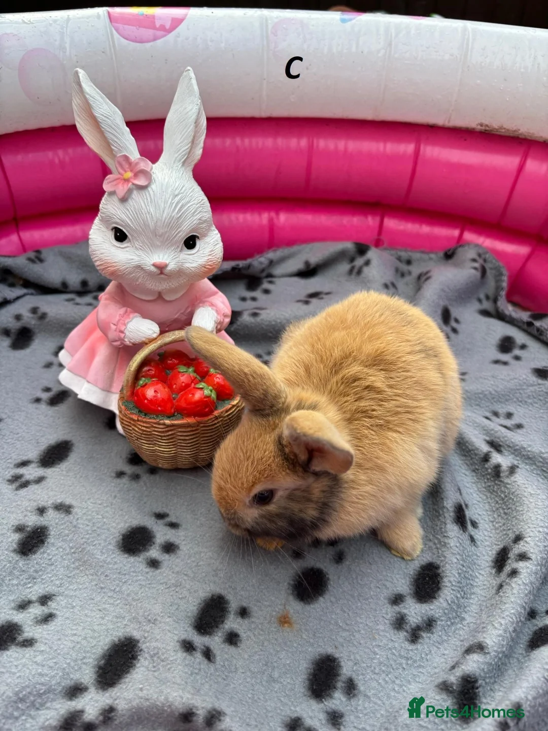 Mini Lop rabbits for sale: 🐰 Beautiful Mini Lop Baby Bunnies –Ready to go 🐰 - Advert 2