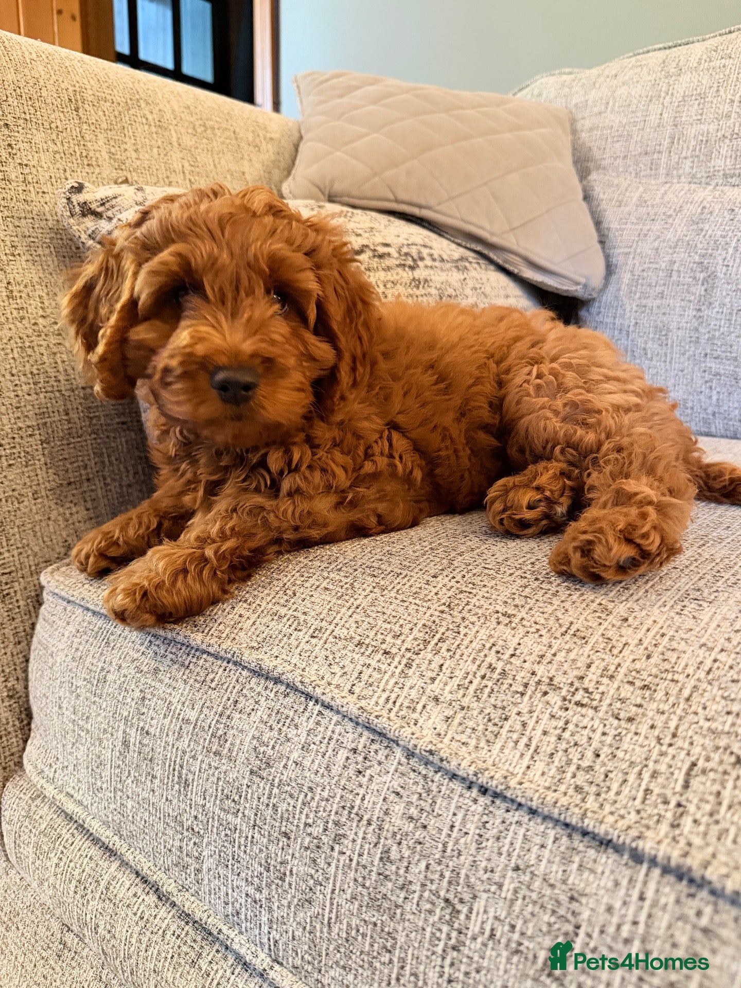 Cockapoo dogs F3 cockerpoos - Advert 1
