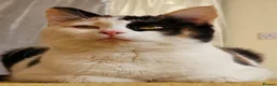 Mixed Breed cats for sale: Kittens looking for a home  - Advert 1