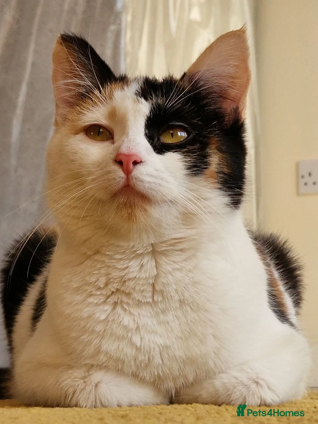 Mixed Breed cats for sale: Kittens looking for a home  - Advert 1