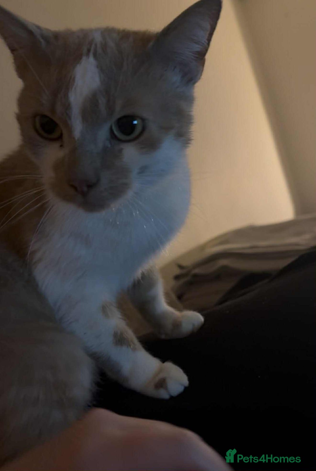 Mixed Breed cats for sale: Makes cats aged 4 and 2 - Advert 7