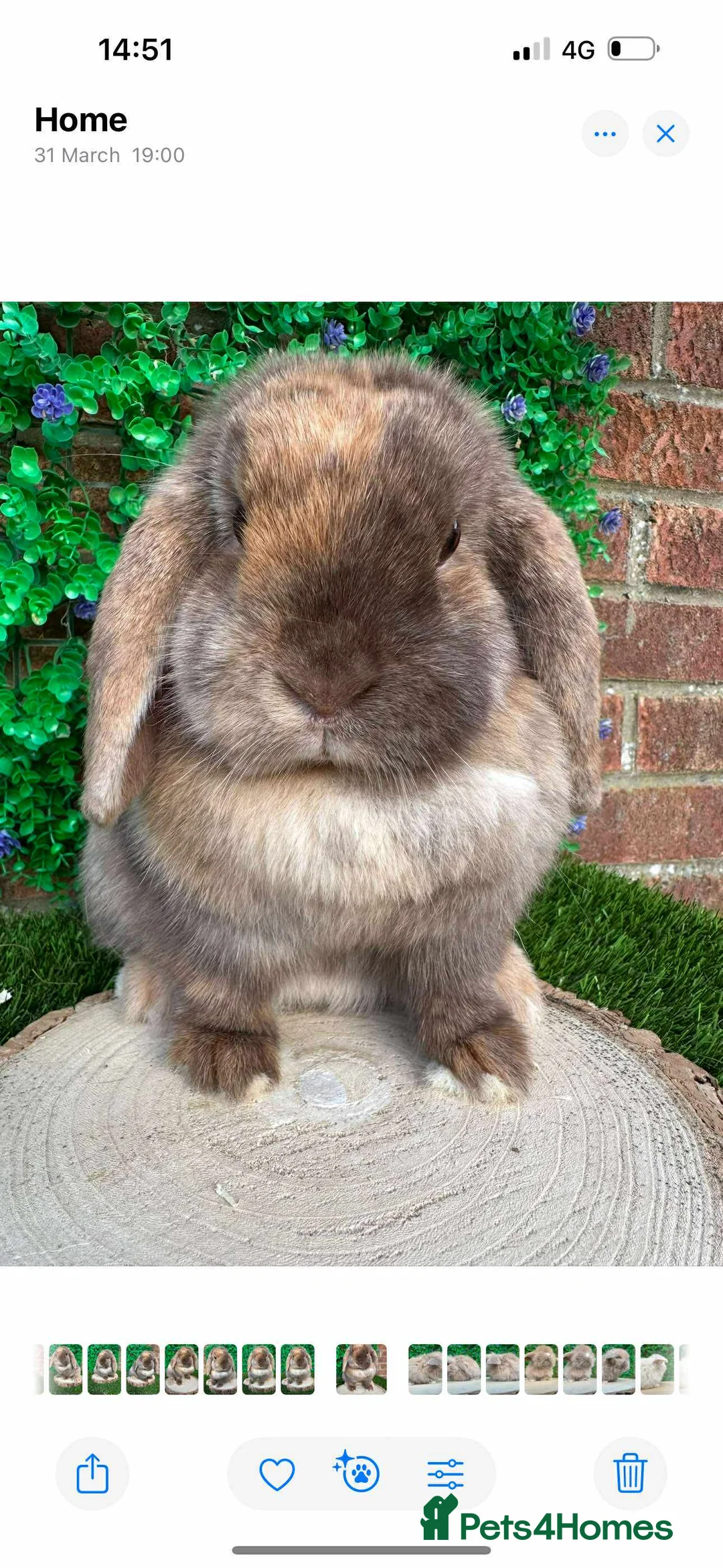 Mini Lop rabbits for sale: 2 lovely natured mini lop girls - Advert 2