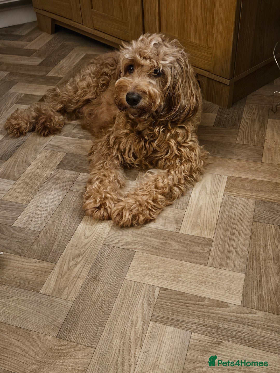 Mini Goldendoodle dogs for sale: Gorgeous family Raised Mini F1b Goldendoodles - Advert 2