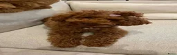 Toy Poodle dogs for sale: ASIAN TOY POODLES  - Advert 3