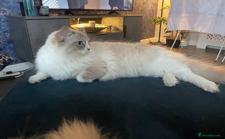 Ragdoll cats - Advert 12