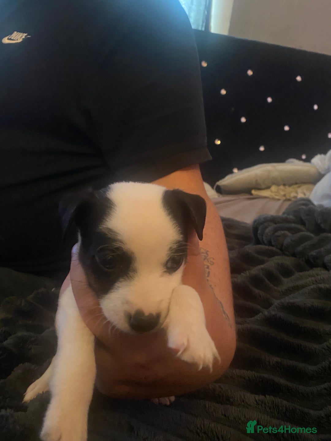 Jack Russell dogs for sale: Jack Russel’s puppies - Image 11