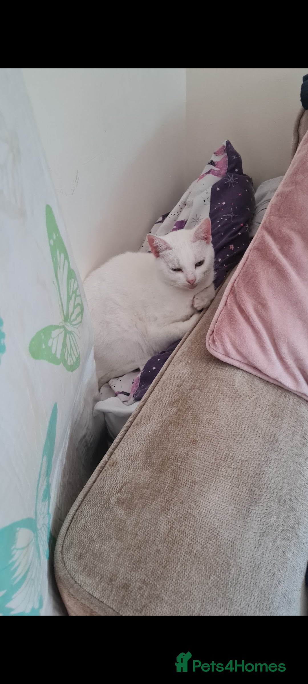 Mixed Breed cats for sale: 8 years old extremely friendly little girl - Image 2