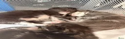Maine Coon cats for sale: 🐾maine coon kittens - loving pet homes only🐾 - Advert 7