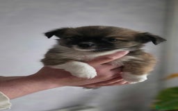 Pomchi dogs for sale: Amazing little Pomchi Pups - Image 2