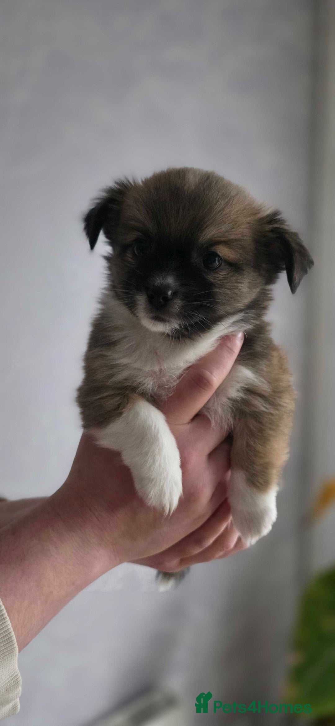 Pomchi dogs for sale: Amazing little Pomchi Pups - Image 2