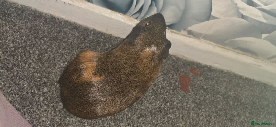 Guinea Pig rodents for sale: 2 male guinea pigs (cookie&squeek) in Wednesbury - Advert 4