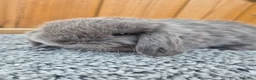 Mini Lop rabbits for sale: Mini Lop babies ready to reserve  - Advert 4