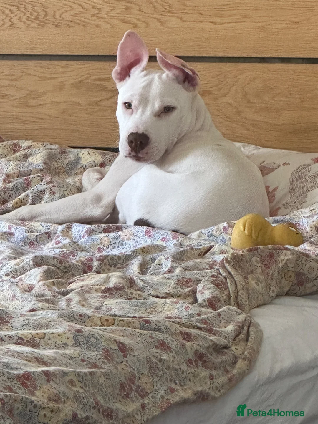Mixed Breed dogs for sale: Stunning American Bull Staffy Puppies  ❤️ - Advert 2