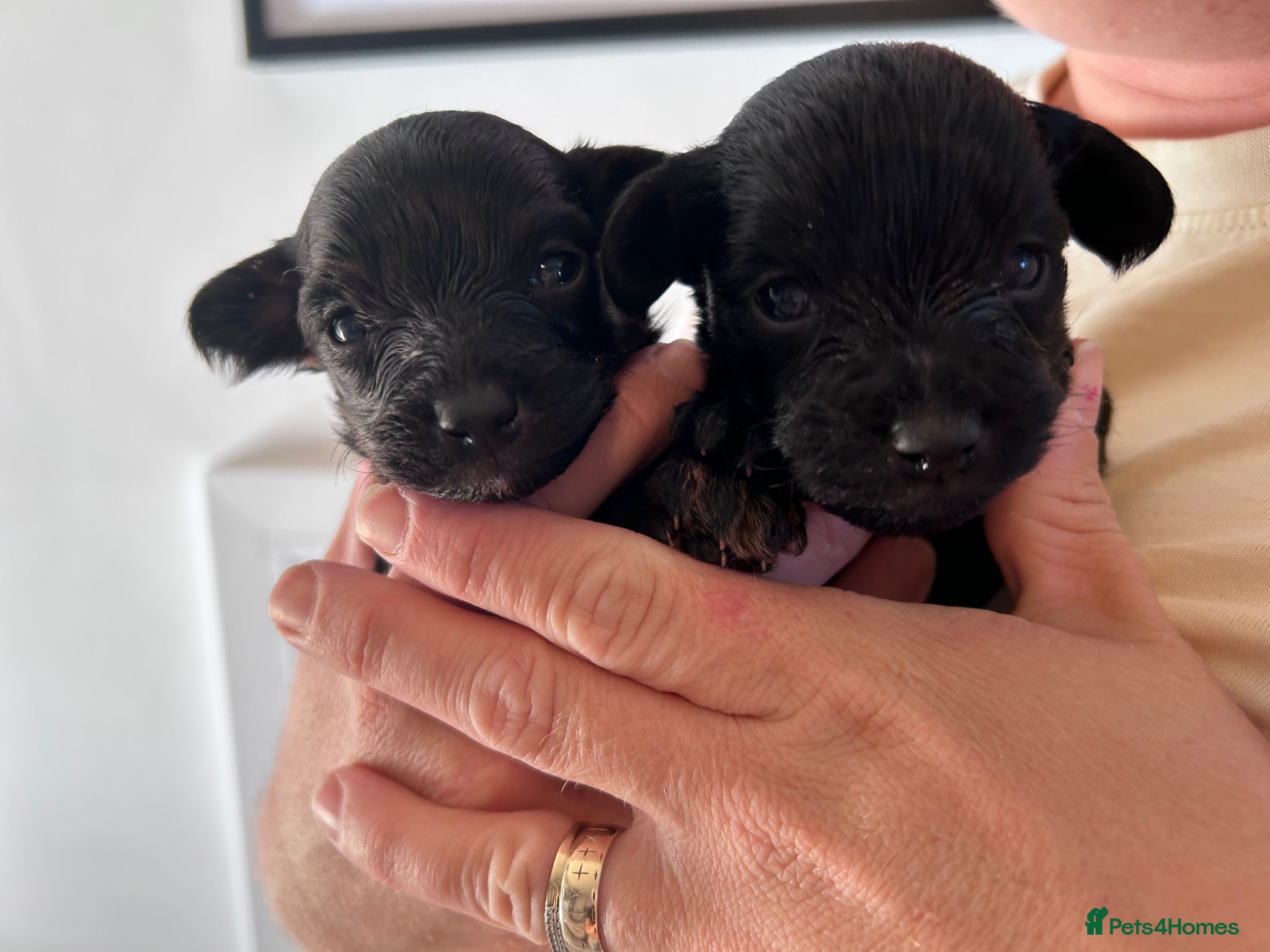 Yorkiepoo dogs Yorkiepoos  - Advert 1