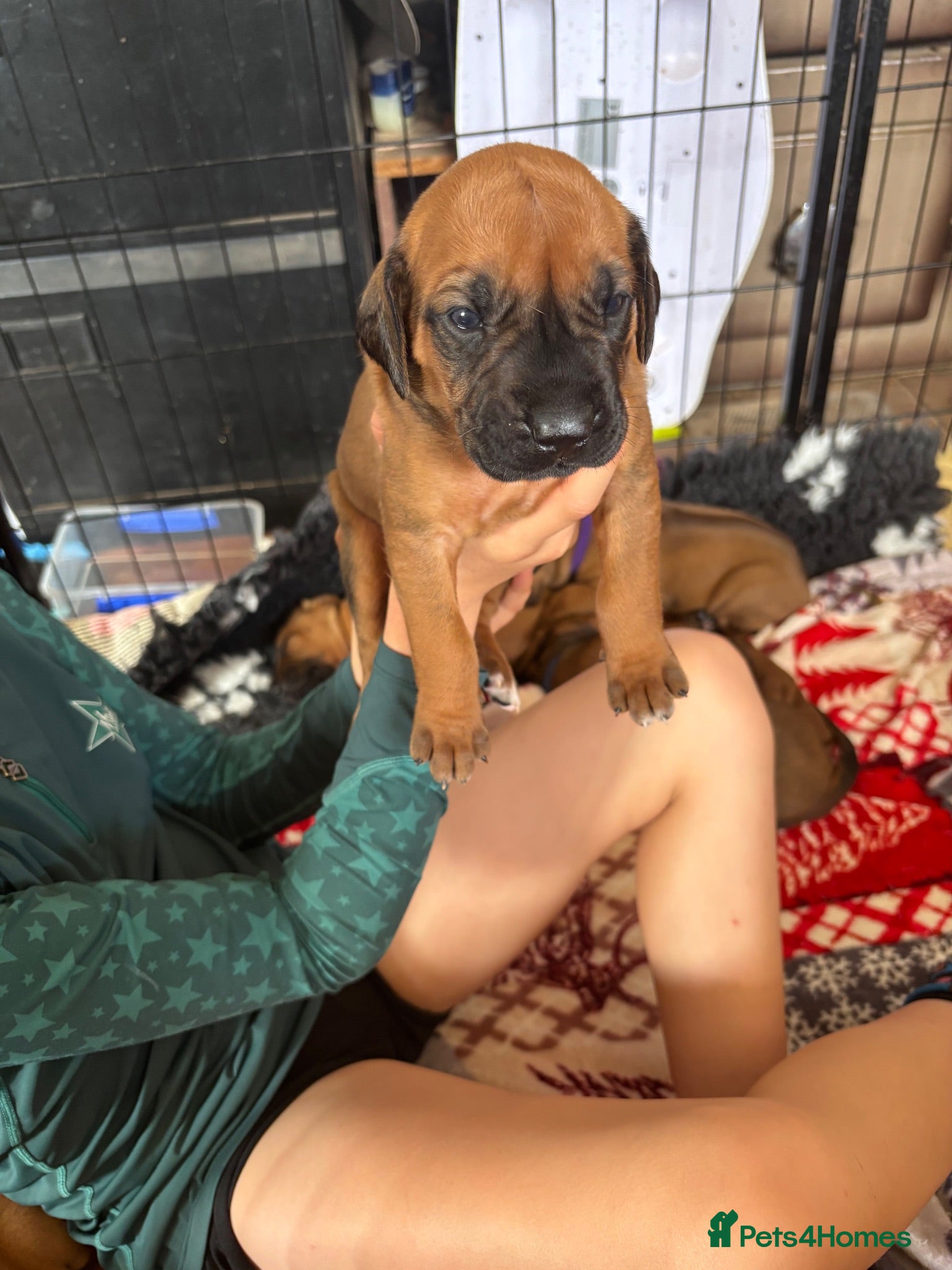 Rhodesian Ridgeback dogs Exceptionally Health Tested KC Ridgeback Puppies - Advert 2
