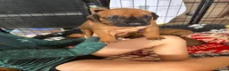 Rhodesian Ridgeback dogs for sale: Exceptionally Health Tested KC Ridgeback Puppies - Advert 32