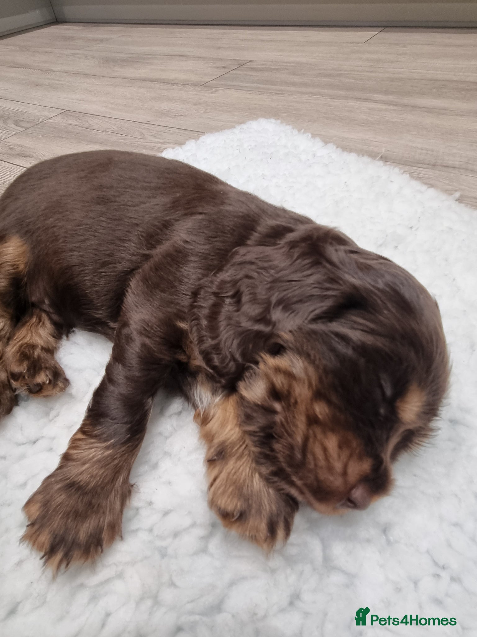 Cocker Spaniel dogs KC Registered Show cockers  - Advert 2