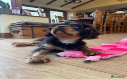 Cavalier King Charles Spaniel dogs for sale: Beautiful cavalier king charles puppy for sale - Advert 1