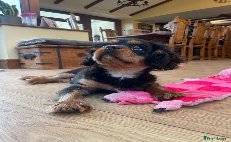 Cavalier King Charles Spaniel dogs Beautiful cavalier king charles puppy for sale - Advert 1