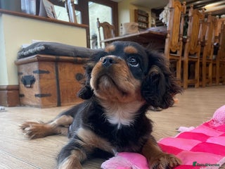 Cavalier King Charles Spaniel dogs Cavalier king charles puppy - Advert 1