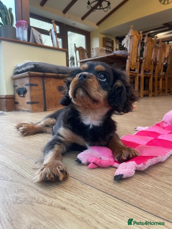 Cavalier King Charles Spaniel dogs Beautiful cavalier king charles puppy for sale - Advert 1