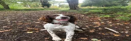 English Springer Spaniel dogs for sale: Kennel Club Registered Springer Spaniel Puppies - Advert 13