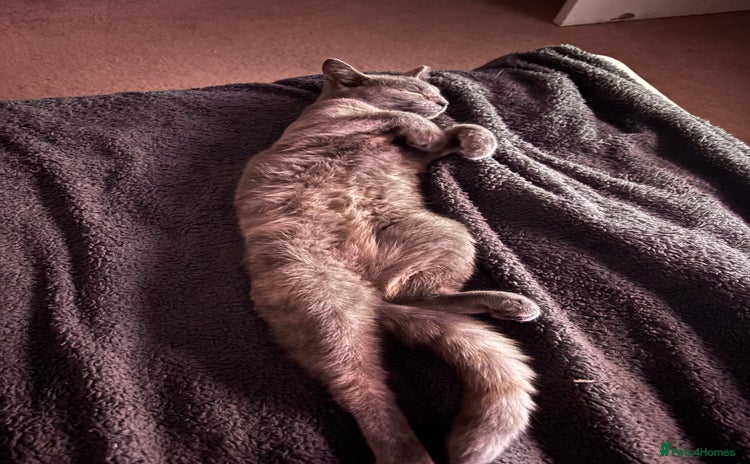 British Shorthair cats - Advert 4