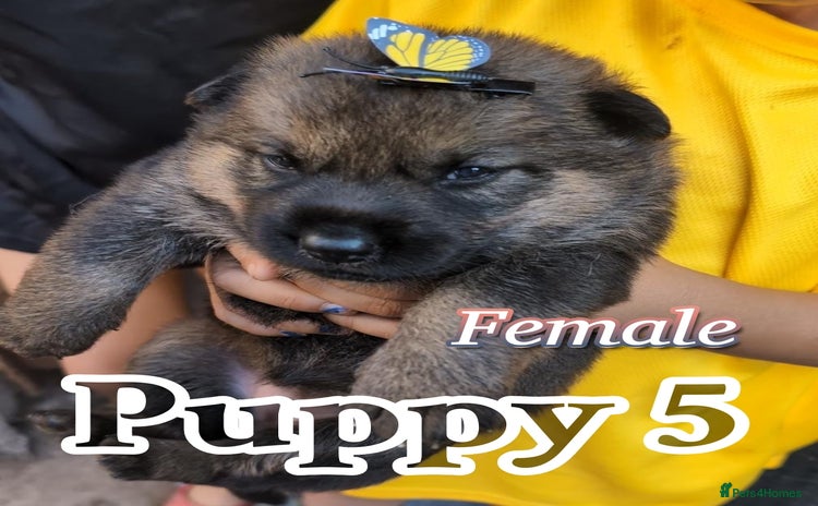German Shepherd dogs - Advert 3