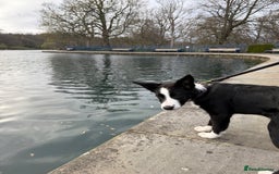 Border Collie dogs for sale: Finnan 10 months old. Border collie - Image 7