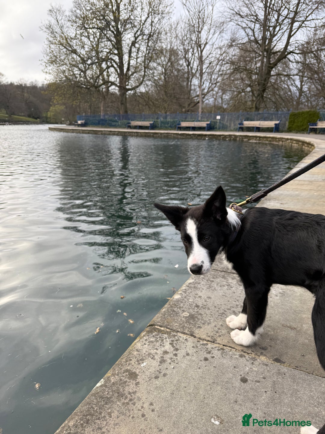 Border Collie dogs for sale: Finnan 10 months old. Border collie - Image 7