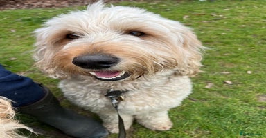 Mixed Breed dogs Whippet x f2 Labradoodle - Advert 3