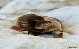 Miniature Dachshund dogs for sale: Long haired dachshund  - Image 24